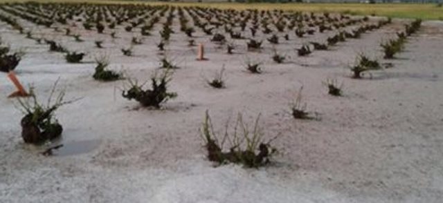 El granizo del pasado martes causa daños en 1.500 hectáreas de viñedo en Socuéllamos y Tomelloso 