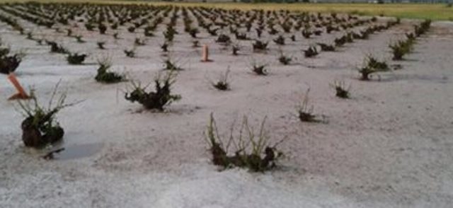 El granizo del pasado martes causa daños en 1.500 hectáreas de viñedo en Socuéllamos y Tomelloso