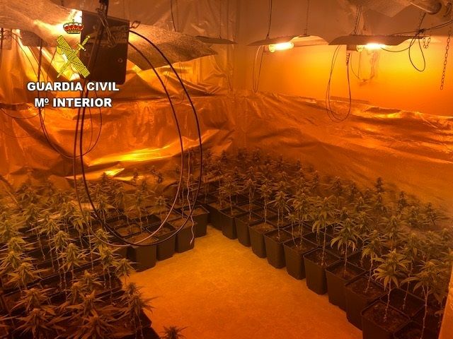 La Guardia Civil investiga a dos personas e interviene una plantación con 433 plantas de marihuana en Yepes
