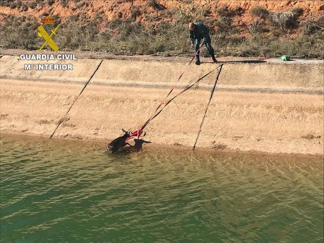 La Guardia Civil rescata un corzo que había caído al canal del trasvase Tajo-Segura