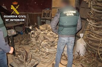 Desarticuladas tres organizaciones dedicadas a la compra de cuernos de ciervo, con afectados en Albacete y otras provincias