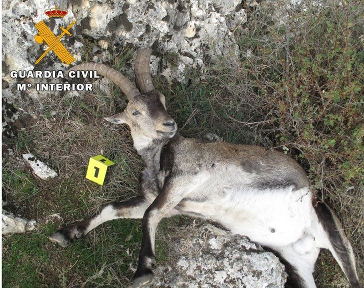 Cuatro investigados por furtivismo de caza en Nerpio y Tobarra tras abatir cuatro animales sin autorización