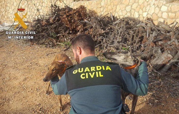Guardia Civil detiene a nueve personas por cazar con galgos en cotos de la provincia de Albacete sin permiso