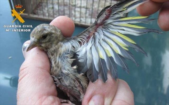 Investigan a un joven vecino de Vianos (Albacete) de 22 años por capturar pájaros silvestres utilizando liga