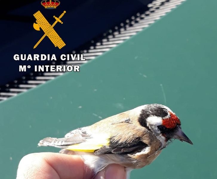 Investigan a joven de 18 años en Albacete por captura de aves protegidas con pegamento