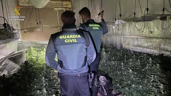 La Guardia Civil desmantela una plantación de marihuana con 676 plantas en Robledillo de Mohernando
