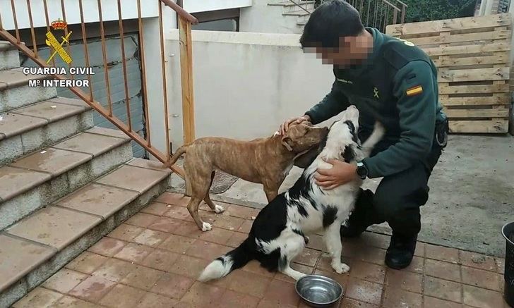 Imputada una mujer en Toledo por maltratar a dos perros y cultivar 200 plantas de marihuana en su vivienda