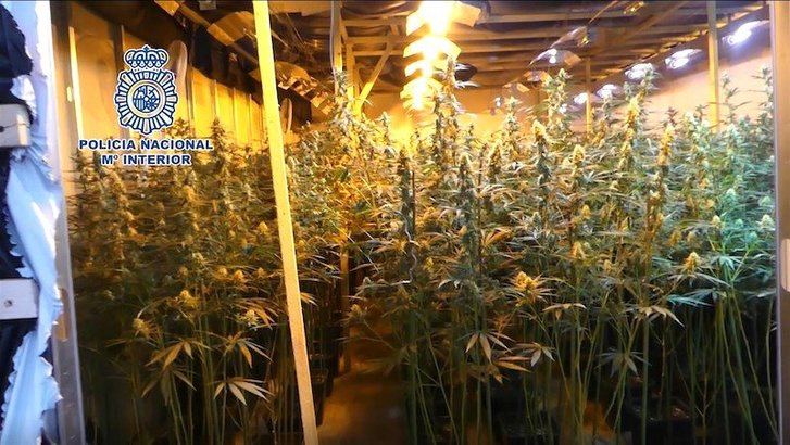 La Policía Nacional halla 3.000 plantas marihuana y encuentra a 6 personas encerradas en naves de Albacete