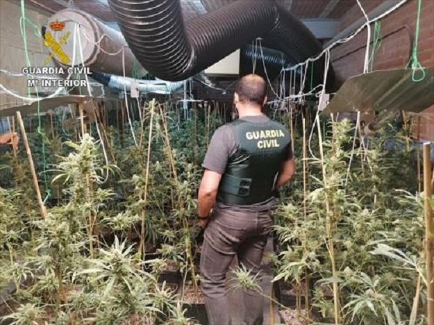 Buscan al responsable de una plantación indoor de marihuana en Los Navalmorales (Toledo) con 667 plantas