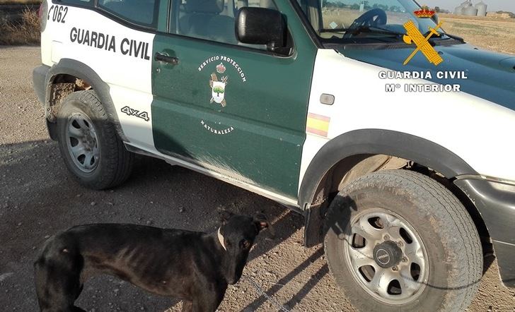 Los tres furtivos investigados por cazar con galgos en La Gineta (Albacete) cuentan con numerosas infracciones similares