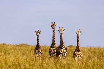 Viajes de safari y playa para descubrir África