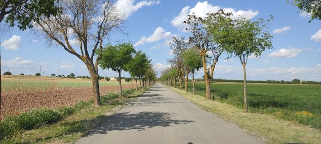 La Roda mejora siete kilómetros de vías y caminos que favorecerán San Isidro y la Romería desde Fuensanta