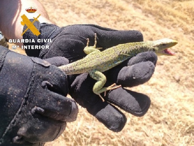 Investigado por capturar en Albacete un lagarto ocelado, especie amenazada en C-LM, para tenerlo de mascota