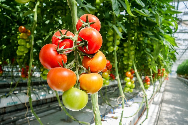 Tecnología LED para solucionar el problema de la falta de recursos alimenticios