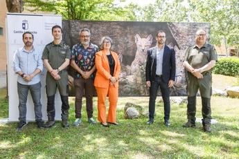 Castilla-La Mancha lidera la conservación del lince ibérico con 942 ejemplares en 2024