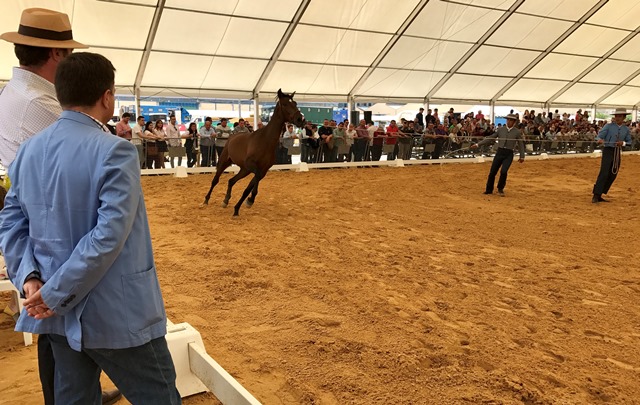 Los caballos, una de las grandes atracciones de la edición de este año de Expovicaman Albacete