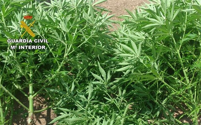 Detenidas 4 personas por cultivar marihuana entre pinares de un Parque Natural de Cuenca