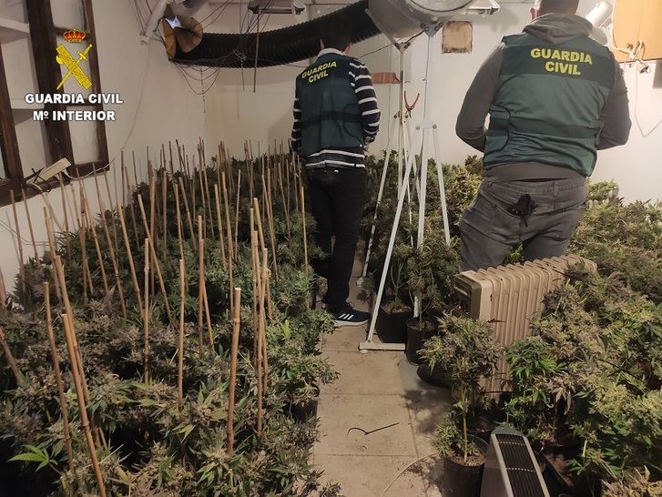 Desmantelada una plantación 'indoor' de cannabis sativa en Alarcón (Cuenca) con 353 plantas