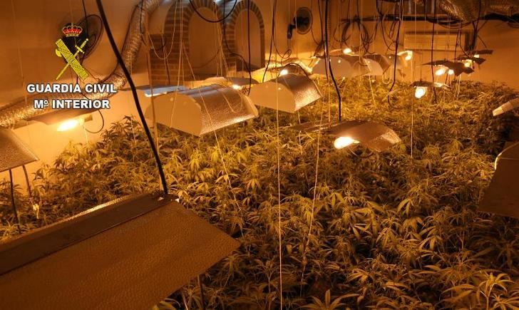 Cinco detenidos y 3 investigados tras el desmantelamiento de cuatro plantaciones de marihuana en Alcaudete