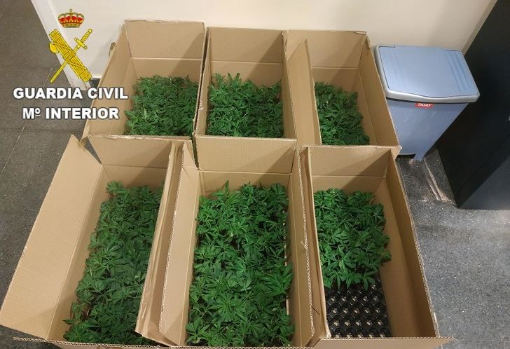 Investigados dos varones en Toledo por viajar ocultando 572 plantas de marihuana en bandejas de semilleros