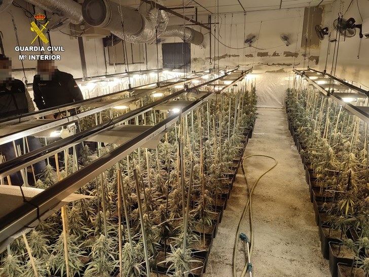 Un detenido en El Carpio de Tajo (Toledo) por cultivo de drogas tras la intervención de 608 plantas de marihuana