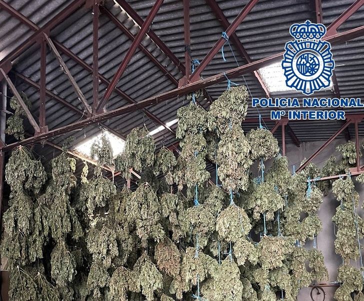Desmantelan una macroplantación con cuatro toneladas de cogollos de marihuana en Mascaraque (Toledo)