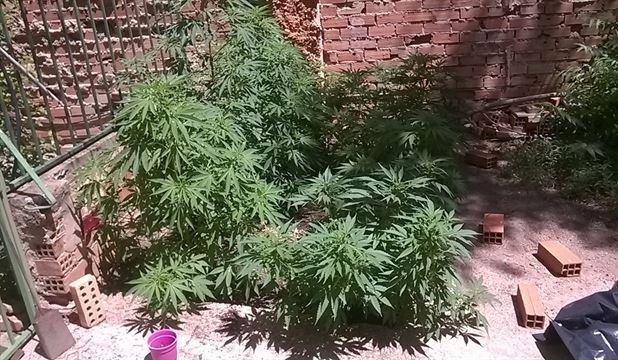 Tres detenidos y 703 plantas incautadas de marihuana en Albalate de Zorita (Guadalajara)