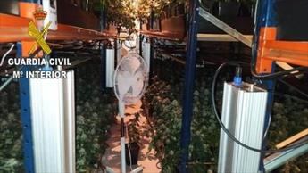 Desmantelan una plantación de marihuana 'indoor' en una urbanización de Valdeaveruelo e incautan 960 plantas