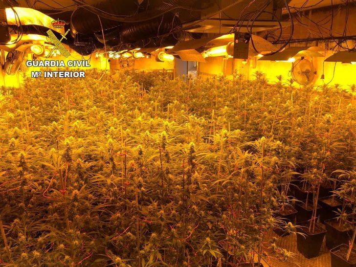 Desmantelada en Illana (Guadalajara) una plantación de marihuana 'indoor' con más de 1.600 plantas