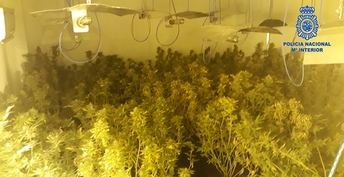 Detenida en Hellín (Albacete) una pareja que se dedicaba al cultivo intensivo de marihuana