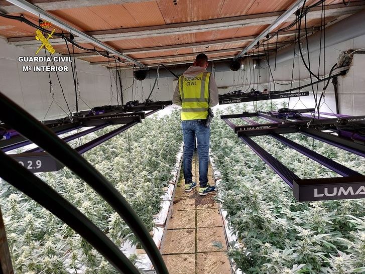 Desarticulado un cultivo de marihuana con 1.472 plantas en Méntrida (Toledo) y detenidas dos personas