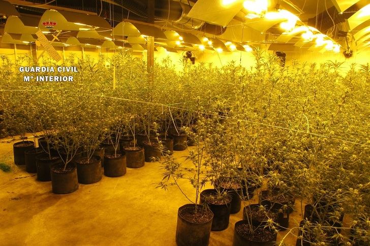 Un detenido en Carcelén (Albacete), que tenía un centro de producción de marihuana con 758 plantas