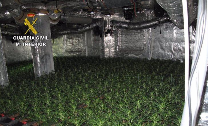 La Guardia Civil localiza una plantación de marihuana en mitad de un lanzamiento judicial en Yeles (Toledo)