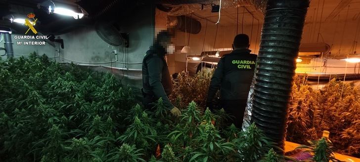 Detienen a dos mujeres e intervienen una plantación de marihuana con 790 plantas en Erustes (Toledo)