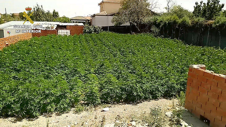 Detenido un hombre que cultivaba 1.568 plantas de marihuana en Palomeque (Toledo)