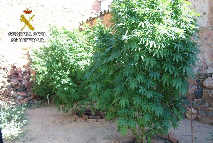 Dos detenidos por cultivar marihuana en Los Pozuelos de Calatrava (Ciudad Real)