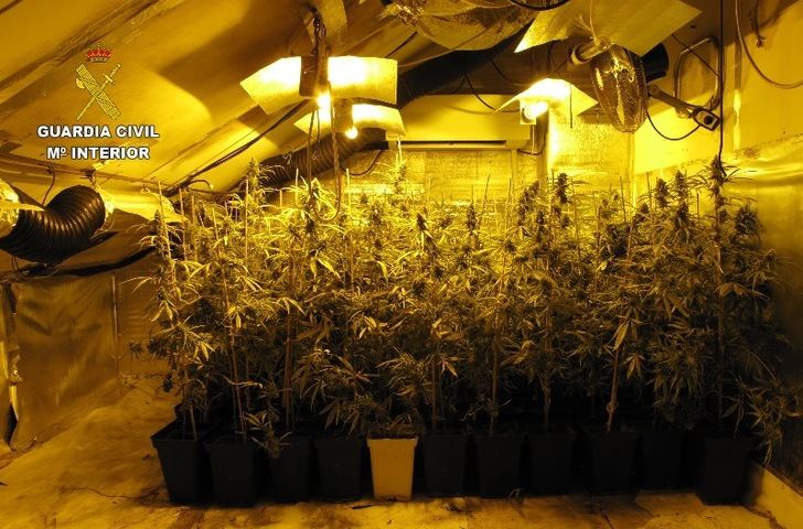 Cinco detenidos en Seseña por cultivar 150 plantas de marihuana en la buhardilla de una vivienda