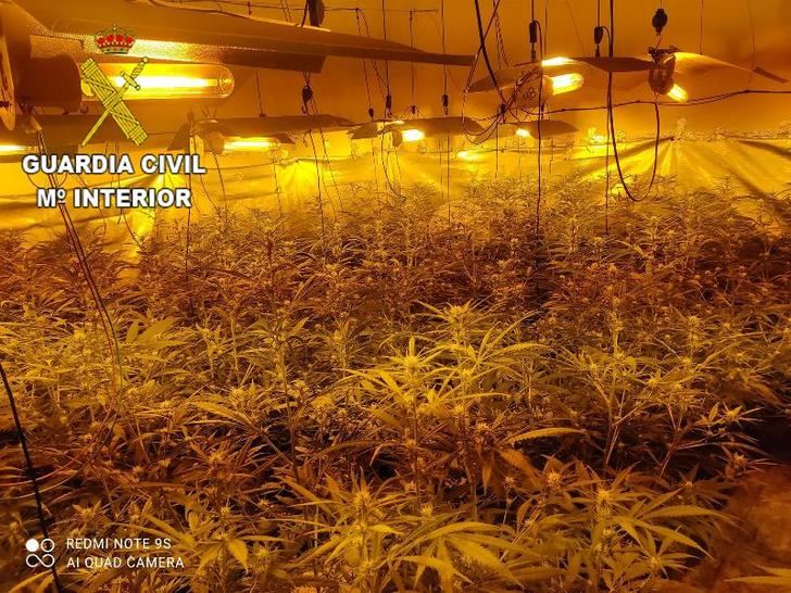 La Guardia Civil detiene a un hombre en Torrecilla de la Jara (Toledo) por cultivar 866 plantas de marihuana en una finca