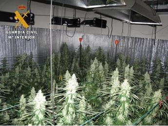 Un detenido tras desmantelar una plantación con 20 kilos de marihuana en Ontur (Albacete)