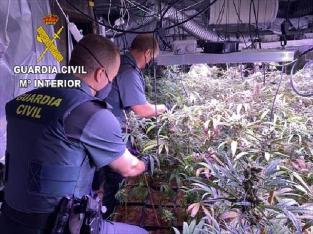 La Guardia Civil desmantela una plantación de marihuana 'indoor' en Torrejón del Rey con 663 plantas