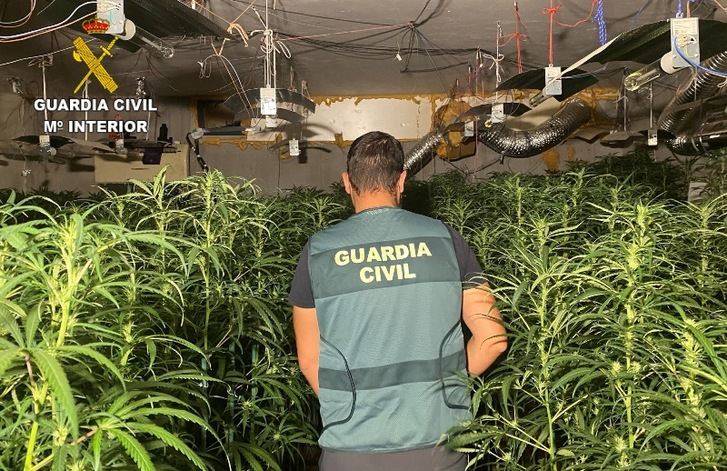 Detenidas tres personas e intervenidas 1.425 plantas de marihuana en un cultivo 'indoor' en Olías del Rey