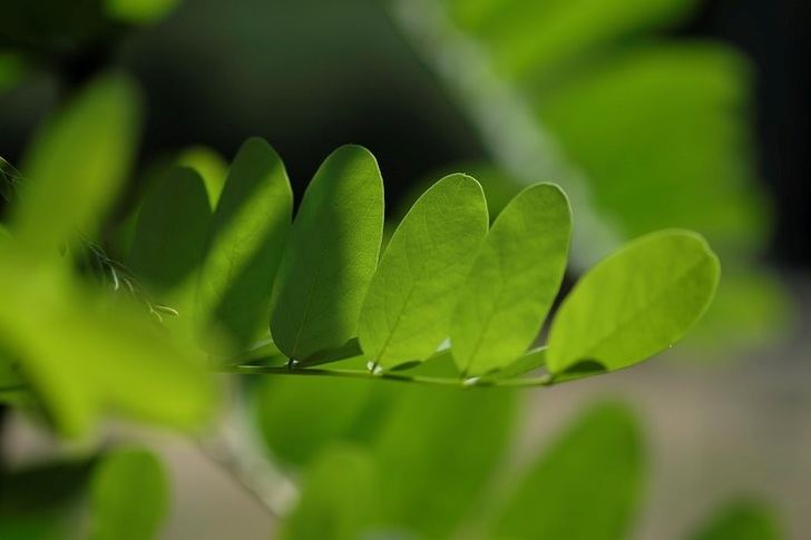 Los microverdes: un superalimento tan nutritivo como sabroso