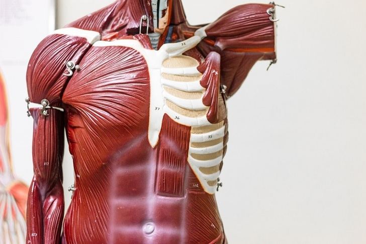 Modelo anatómico: un recurso para estudiantes y sanitarios