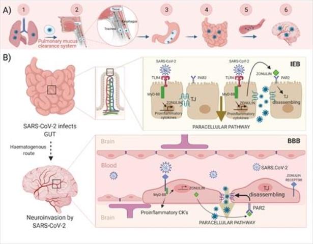 Investigadores de la UCLM y el Hospital de Albacete señalan a la molécula zonulina como mecanismo de contagio neurológico del COVID-19