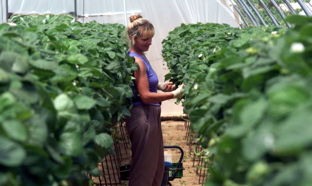 285.567 mujeres viven del campo en España y piden más apoyo real