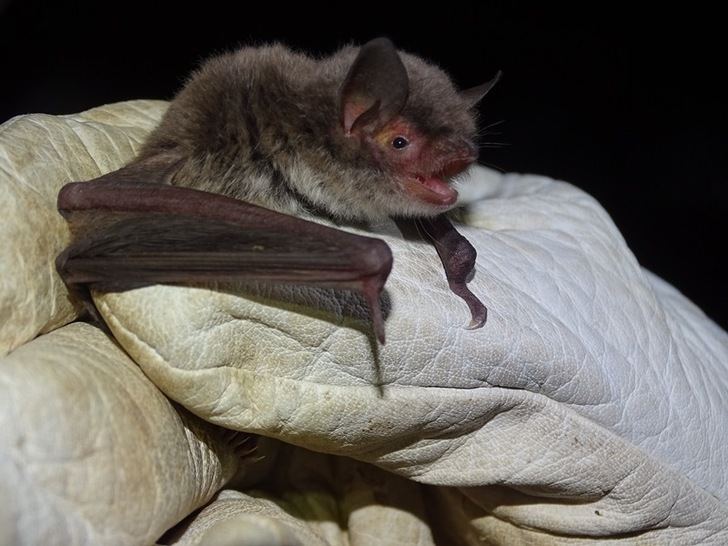Confirman por primera vez la reproducción de un murciélago en peligro de extinción en Albacete