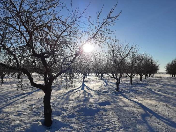 El ITAP de Albacete advierte de una gran disparidad de la evolución de cultivos tras las nevadas