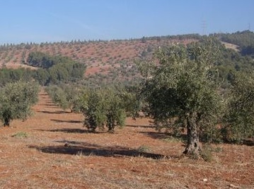 El olivar en Castilla-La Mancha es el cultivo permanente con más superficie en producción ecológica