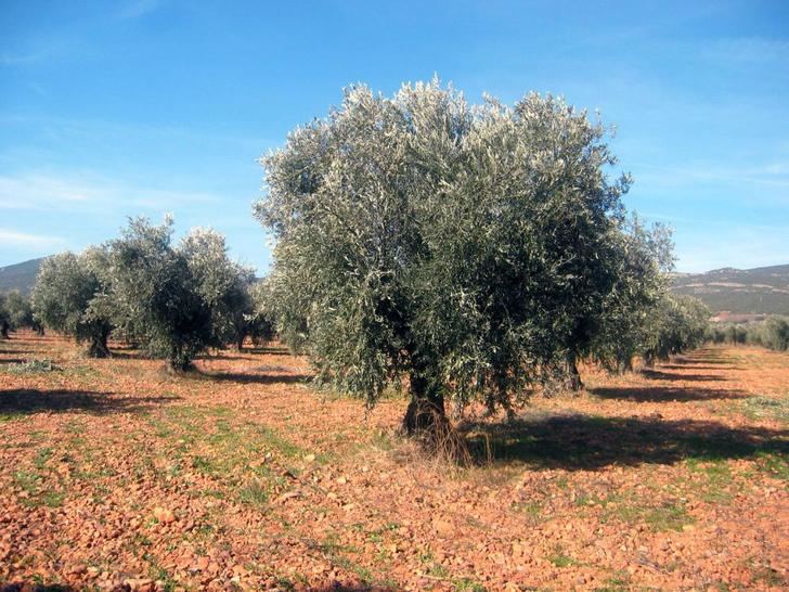 UPA hace un llamamiento al mercado del aceite de oliva para lograr precios justos