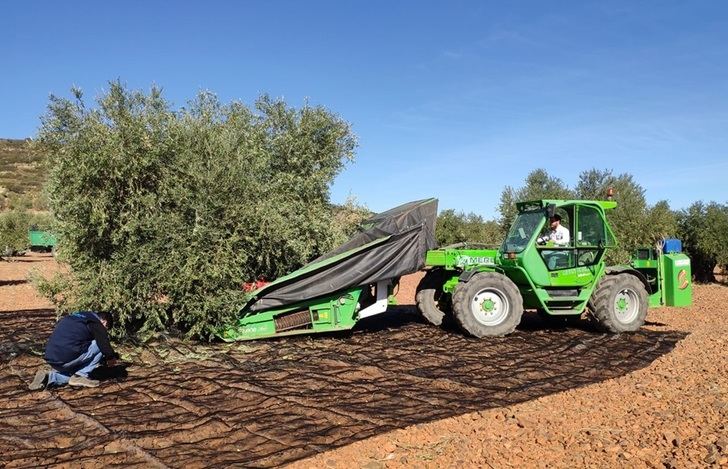 La campaña de aceituna en C-LM superior a la del año pasado, rozando en Albacete el 25% más